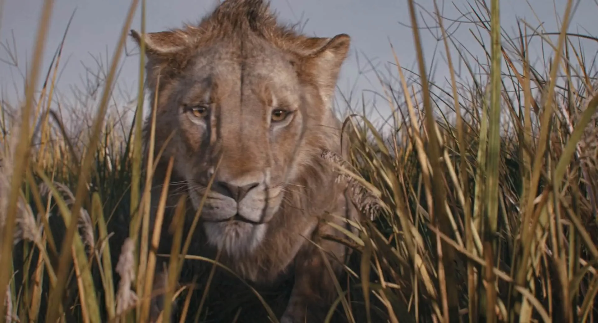 Mufasa: The Lion King (2024) Hindi WEB-DL 720p – 480p – 1080p