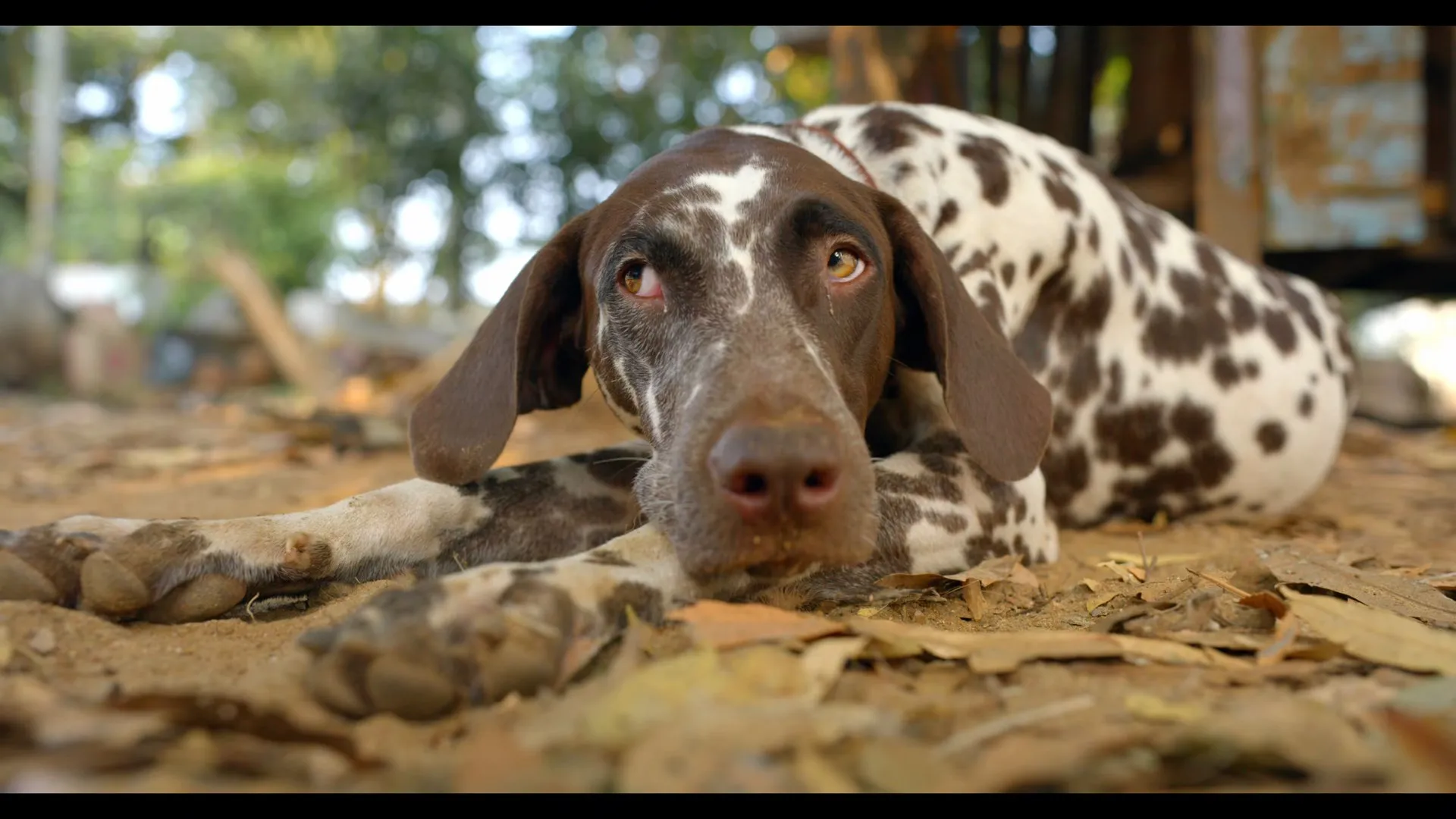 Pennum Porattum 2026 Hindi – Malayalam Audio WEB-DL 720p – 480p – 1080p